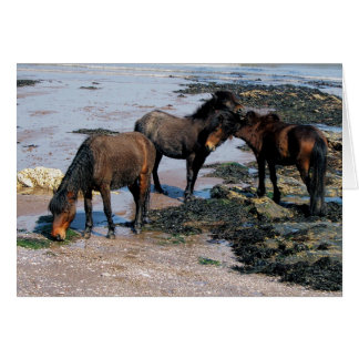 Cartão South Devon Three Dartmoor Ponies On Remote Beach