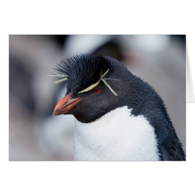 Cartão Southern Rockhopper Penguin (Frente horizontal)