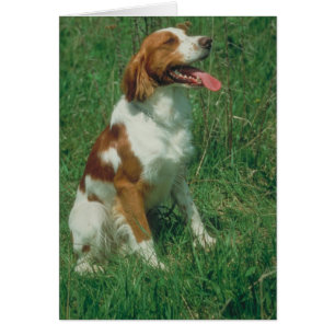 Cartão Spaniel de Brittany