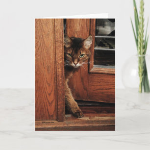 Cartão Sparkle in the Doorway Somali Cat Card