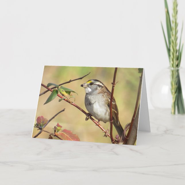Cartão Sparrow com gargalo branco (Frente)