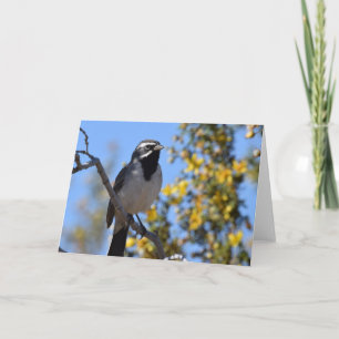 Cartão Sparrow de garganta negra