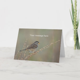 Cartão Sparrow in the Grass 2 Greeting Card