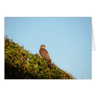 Cartão Sparrowhawk