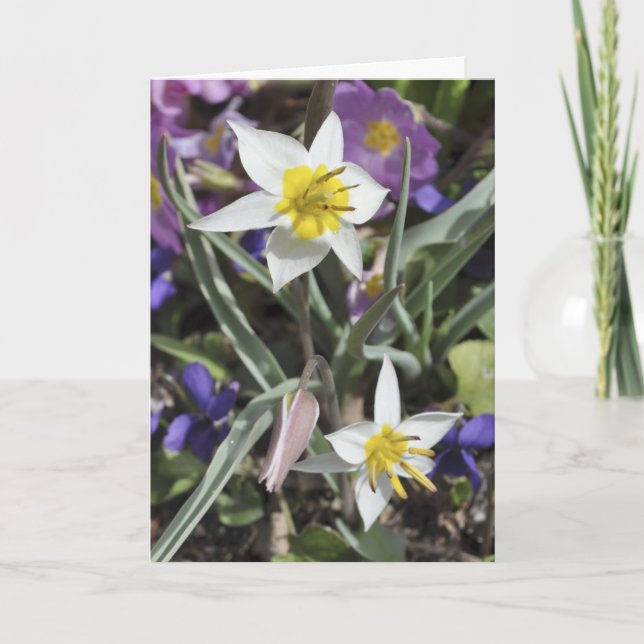Cartão Species tulip Mother's Day card (Frente)
