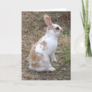 Cartão Speckled Bunny Rabbit greeting card