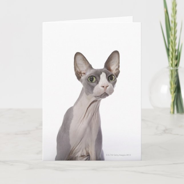 Cartão Sphynx Cat com expressão surpreendida (Frente)