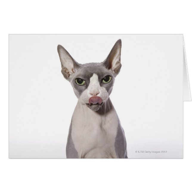 Cartão Sphynx Cat com língua para fora (Frente Horizontal)