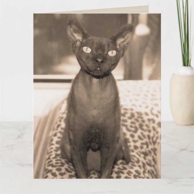 Cartão Sphynx Devon Rex Cat Sphynx Fotografia Sepia Grand (Frente)