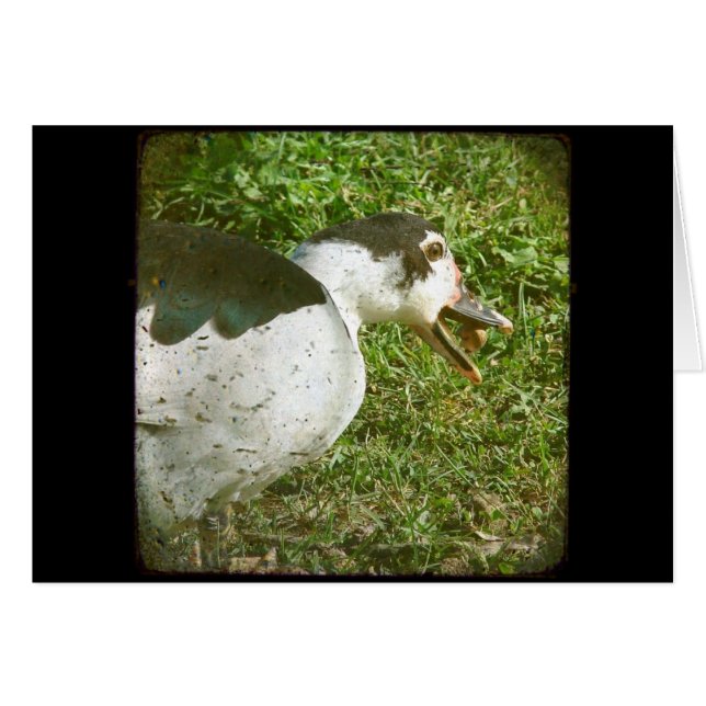 Cartão Spice come a acorn (Frente Horizontal)