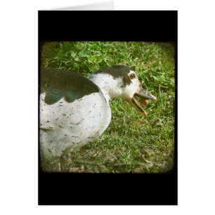 Cartão Spice come a acorn