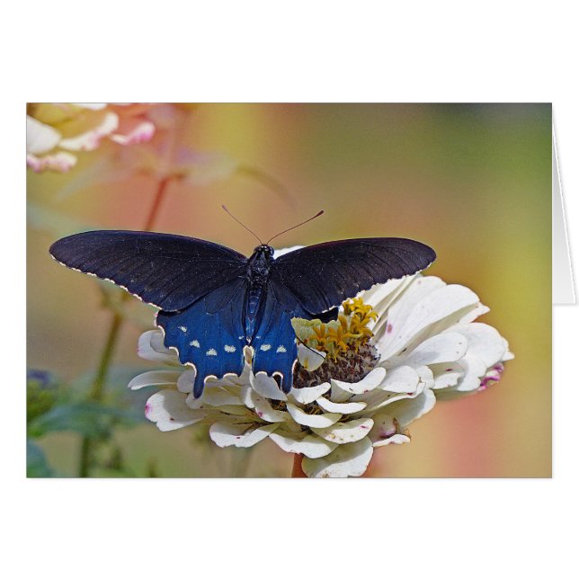 Cartão Spicebush Swallowtail (Frente Horizontal)