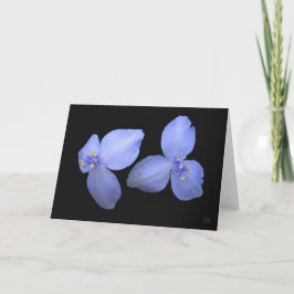 Cartão Spiderwort Flower Blank Greeting Cards
