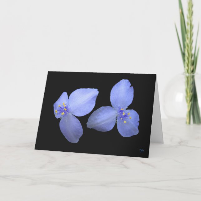 Cartão Spiderwort Flower Blank Greeting Cards (Frente)