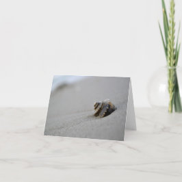 Cartão Spiral Seashell Beach Note Card