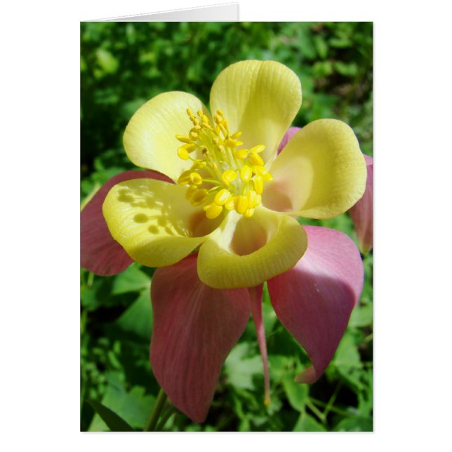 Cartão Splendor (Frente)