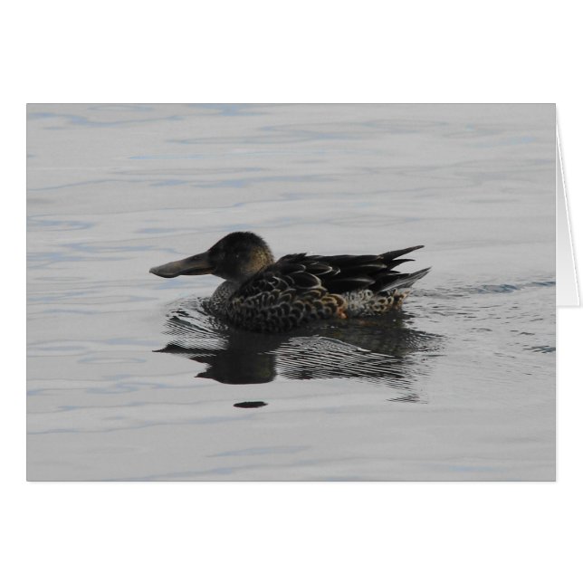 Cartão Spoonbill Duck (Frente Horizontal)