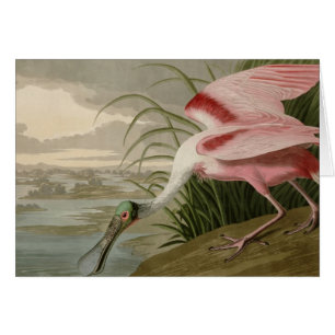 Cartão Spoonbill róseo
