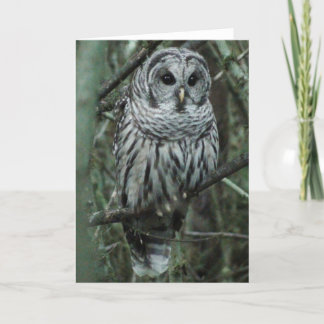 Cartão Spot, the owl