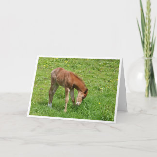 Cartão Spring foal horse card