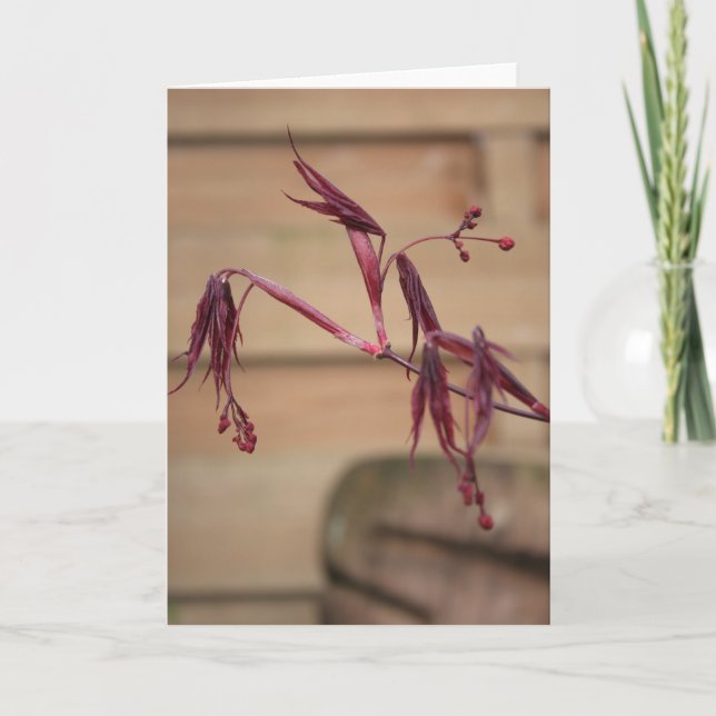 Cartão Spring with Maples Leaves greeting card (Frente)