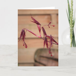 Cartão Spring with Maples Leaves greeting card