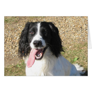 Cartão Springer Spaniel