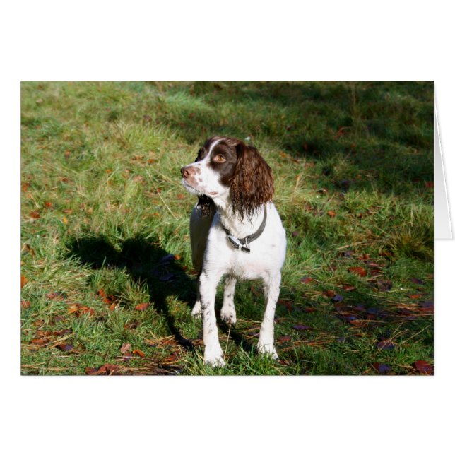 Cartão Springer Spaniel Dog (Frente Horizontal)