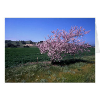 Cartão "Springtime"