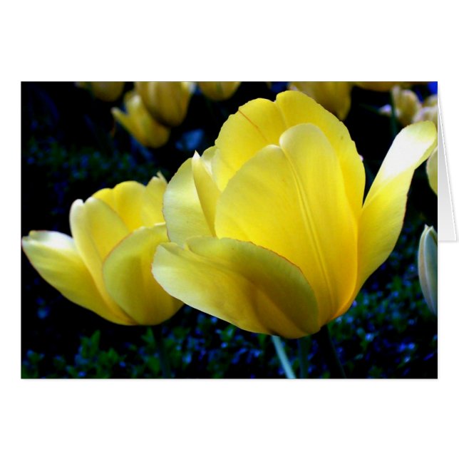 Cartão Springtime (Frente Horizontal)