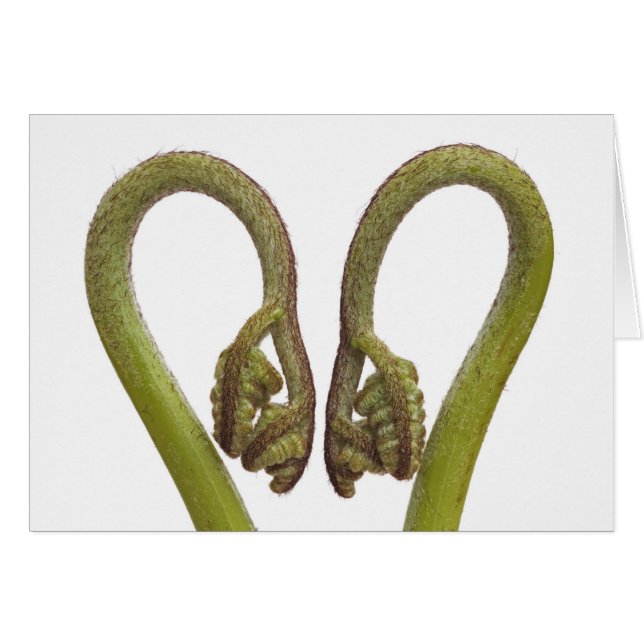 Cartão Sprouts 2 da samambaia (Frente Horizontal)