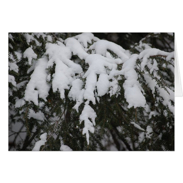 Cartão Spruce (Frente Horizontal)