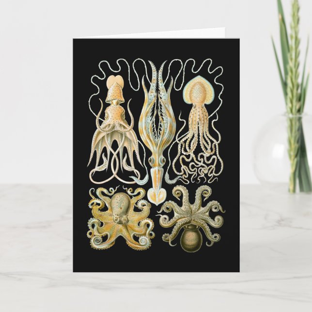 Cartão Squid & Octopus (Frente)