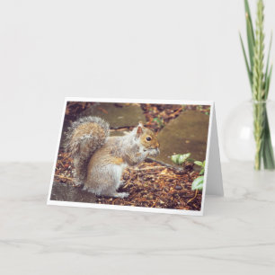 Cartão Squirrel