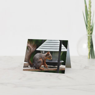 Cartão Squirrel at the Bird Feeder