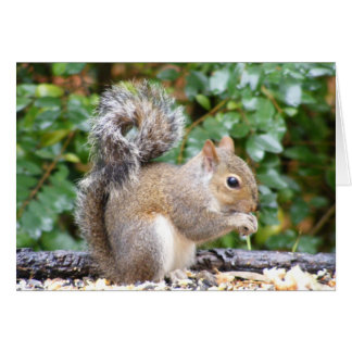 Cartão Squirrel Cutie