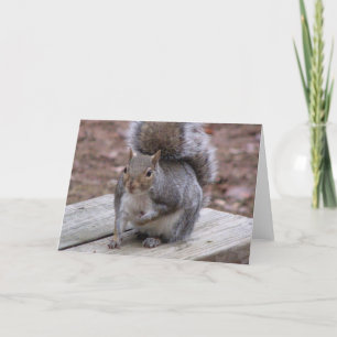 Cartão Squirrel Greeting Card
