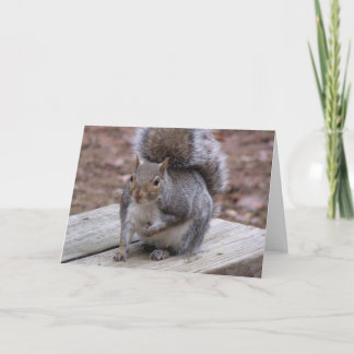 Cartão Squirrel Greeting Card