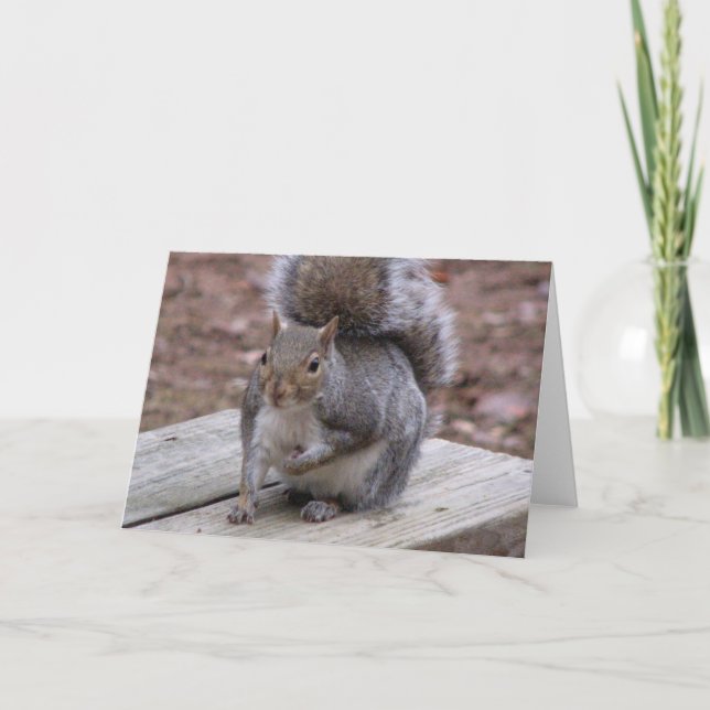 Cartão Squirrel Greeting Card (Frente)
