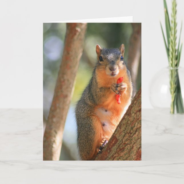 Cartão Squirrel Holding Cheese Puff Greeting Card,Note Ca (Frente)