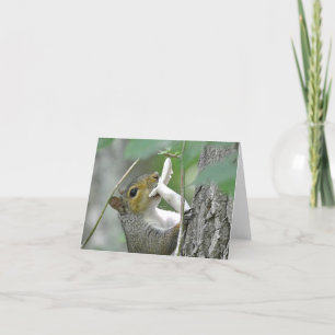 Cartão Squirrel Notecard