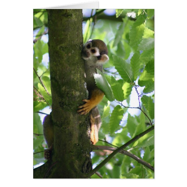Cartão Squirrelmonkey (Frente)