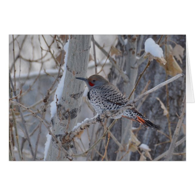 Cartão Sr. Cintilação (Frente Horizontal)