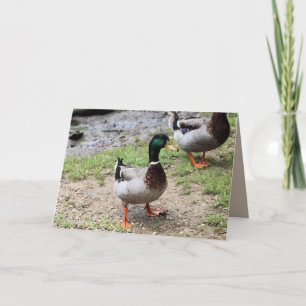 Cartão Sr. Duck