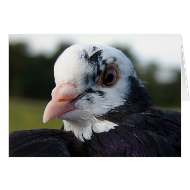 Cartão Sra. Pigeon (Frente Horizontal)