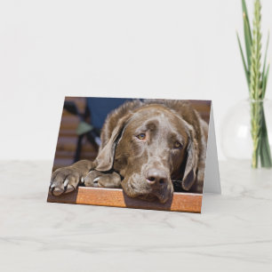 Cartão Srta. Chocolate Labrador Retriever Foto