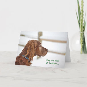 Cartão St. Patrick's Day Irish Setter