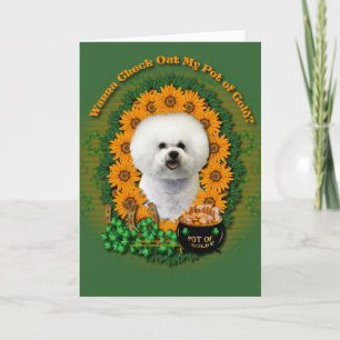 Cartão St Patricks - Pot of Gold - Bichon Frise