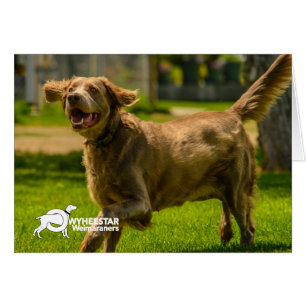 Cartão Stackhouse de sorriso