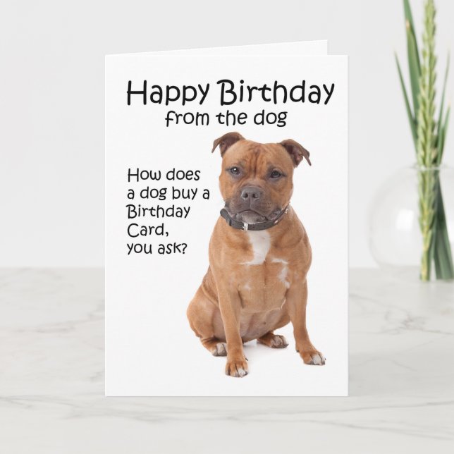 Cartão Staffordshire Bull Terrier Birthday Card (Frente)